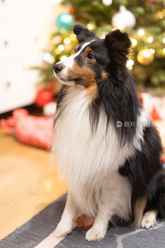 雪蒂牧羊犬对着圣诞树