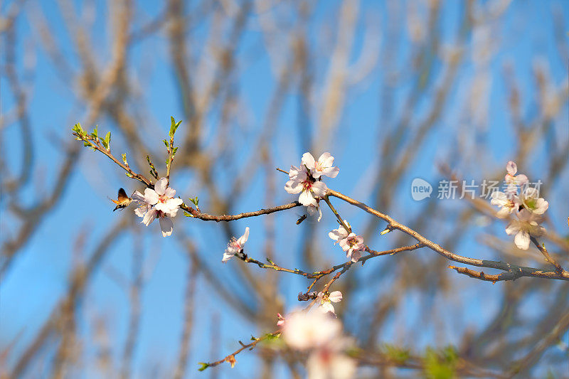 忙碌的欧亚蜂鸟在阳光明媚的日子里从杏花上采集花蜜