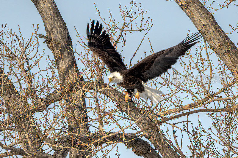 秃鹰在北美西部的美国蒙大拿州选择了一根小树枝筑巢