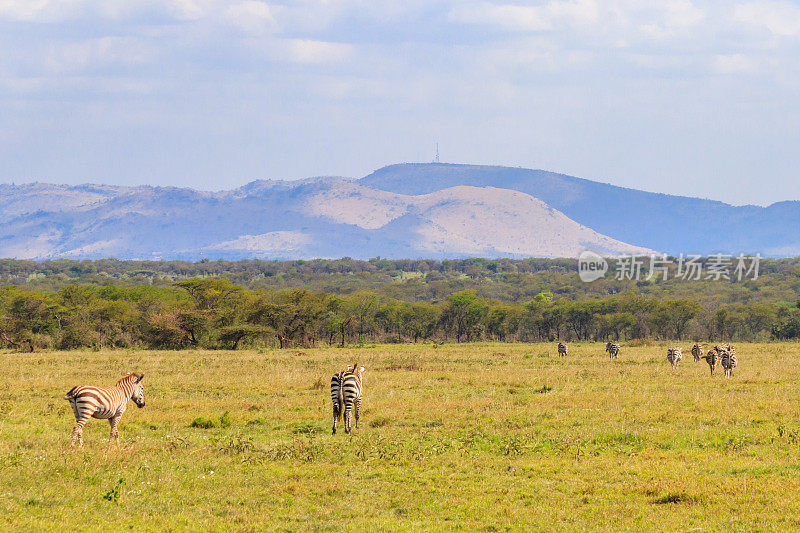 坦桑尼亚塞伦盖蒂国家公园大草原上的一群斑马。非洲野生动物