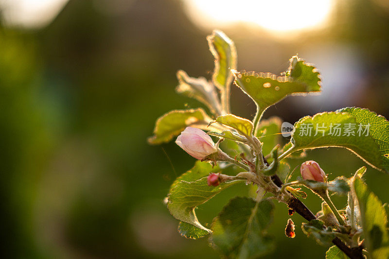 你好,春天。白色的粉红色的苹果花在春天的时候。背景与开花的苹果树。近距离拍摄春暖花开的花园公园。鼓舞人心的软花卉视图。