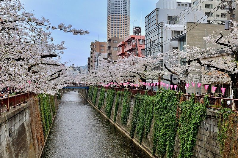 东京目黑河边的樱花节:花见季节最受欢迎的景点之一