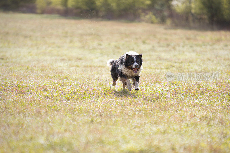 澳大利亚牧羊犬在阳光明媚的日子里奔跑在草地上