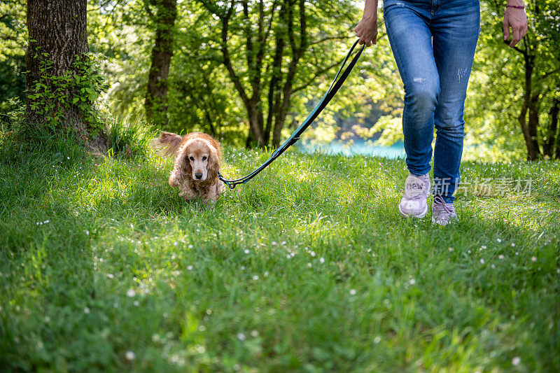 一只可卡犬和主人一起散步