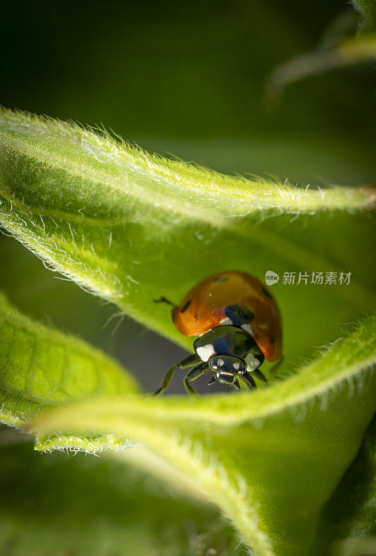 极近距离的瓢虫甲虫