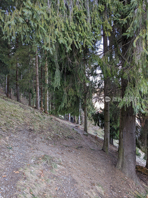 山径:针叶林中沿山坡的小路，中间有高大的云杉照片。