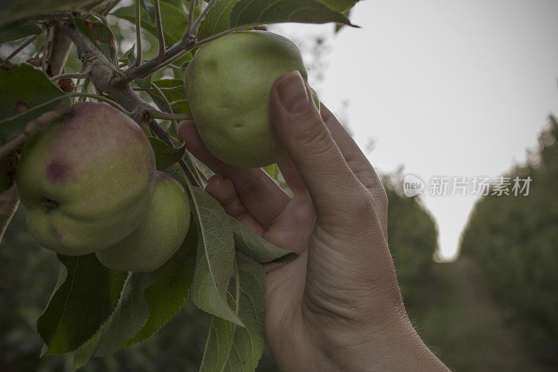 手里拿着苹果