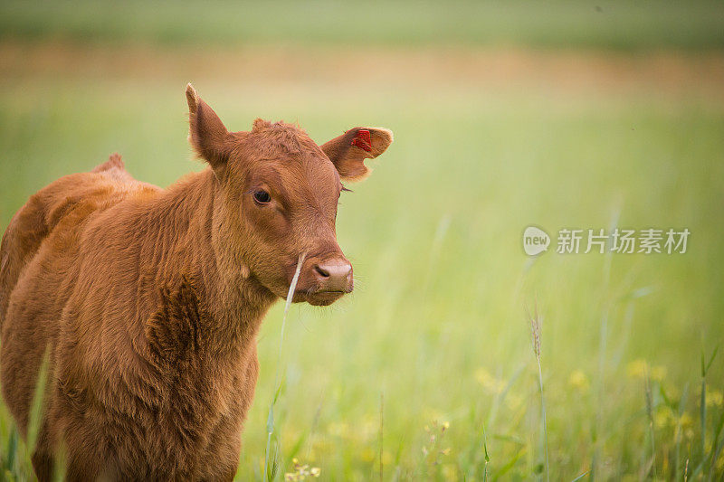 近距离拍摄的绿色草地上的一头牛