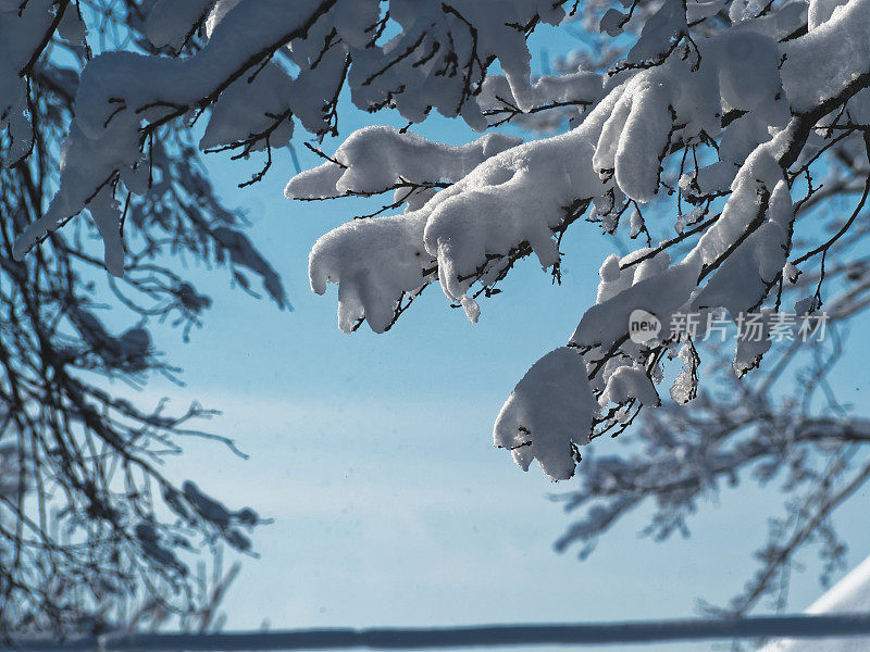 树枝上的雪