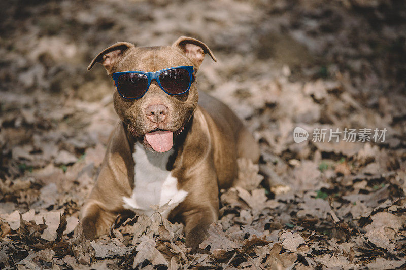 戴着太阳镜的搞笑比特犬在树林里冷飕飕的