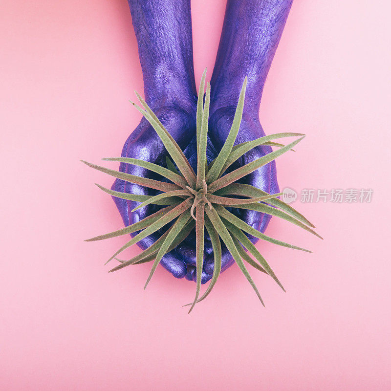 紫色的手握着棕榈树或仙人掌