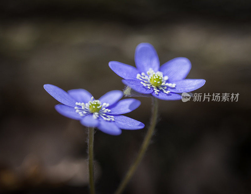 蓝银莲花属的植物