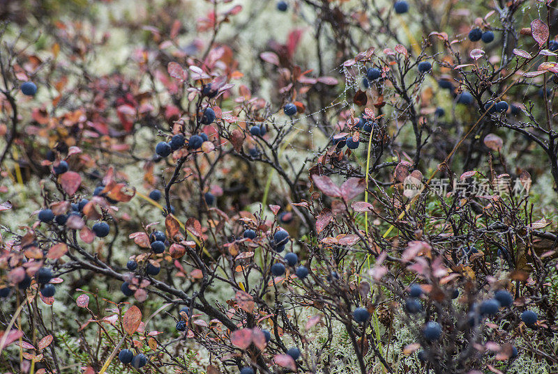 在德纳里国家公园，接近成熟的蓝莓丛在绿色的苔藓中。