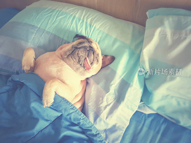可爱的哈巴狗睡在床上休息，裹着毯子，伸着舌头在慵懒的时候