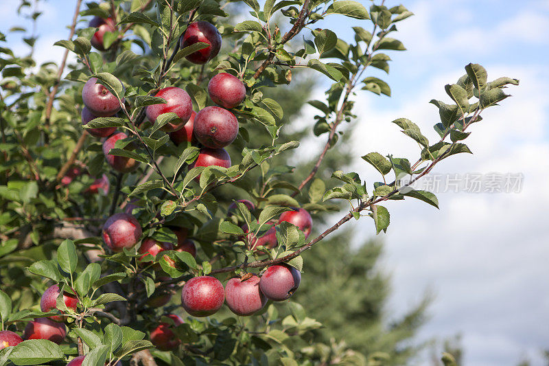 10月，加拿大魁北克，果园里的新鲜苹果。