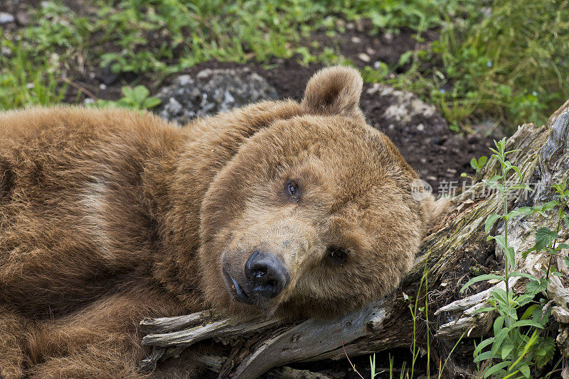 棕熊,睡觉