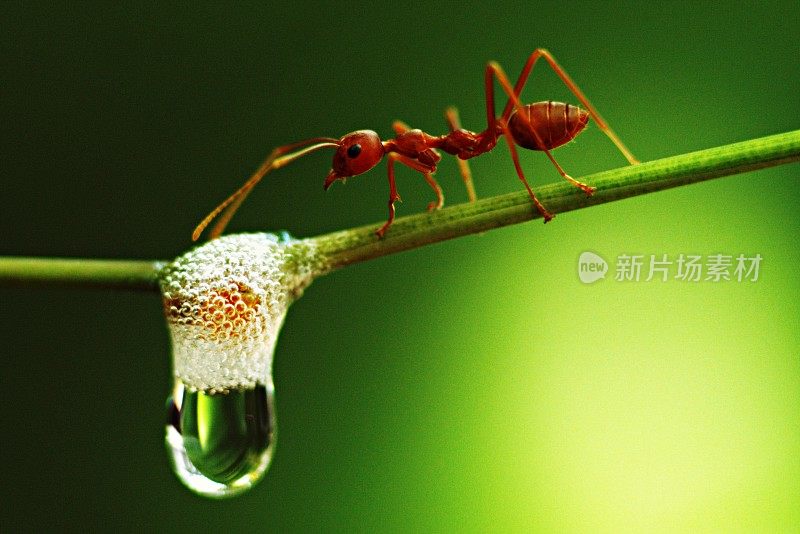 蚂蚁走过竹枝上动物的唾液泡。