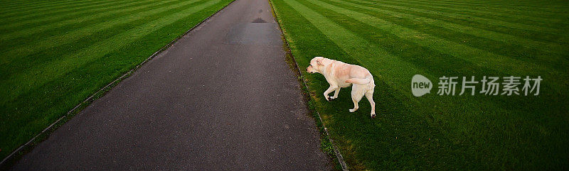 英国的拉布拉多寻回犬