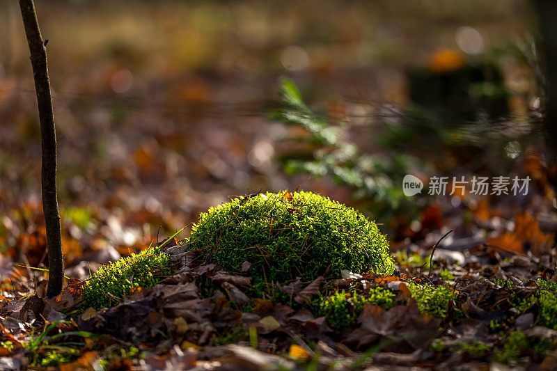 苔藓基座-健康产品背景