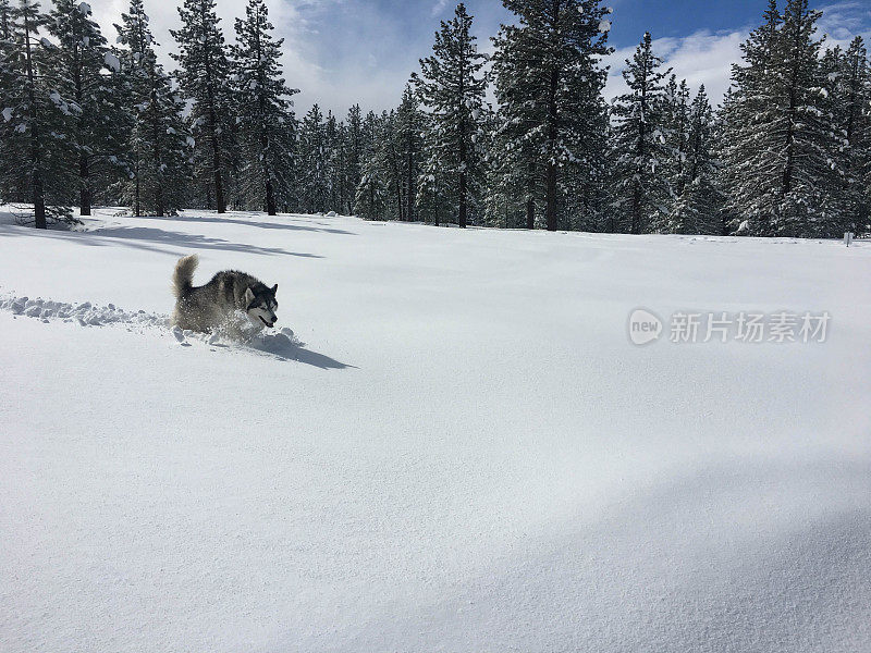 雪地里奔跑的哈士奇