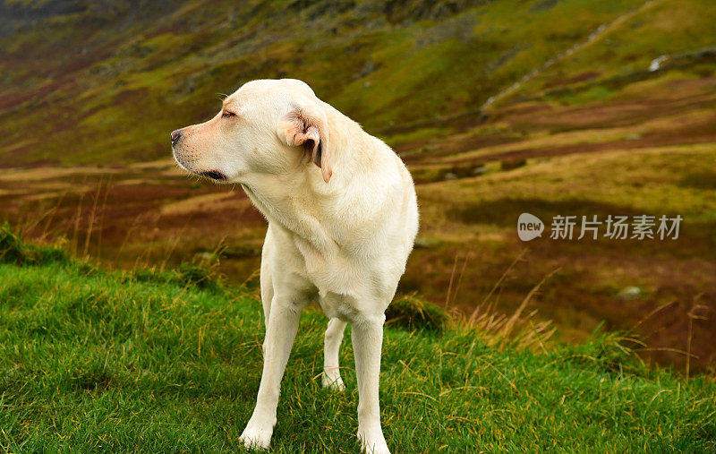 英国湖区的拉布拉多寻回犬