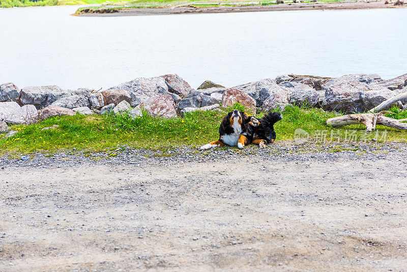 有趣快乐的澳大利亚牧羊犬在加拿大魁北克省加斯比西博纳旺蒂尔市搔痒用爪子抓毛皮