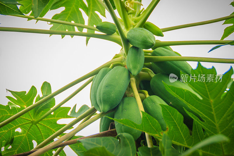 年轻的绿色木瓜果实在树梢。有机生木瓜树上。种植和生产力概念。