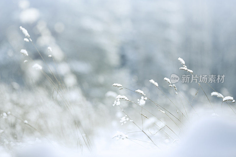 草在雪