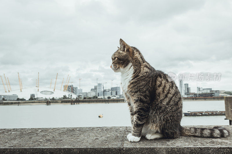 一只家猫坐在泰晤士河边的人行道上。英国伦敦