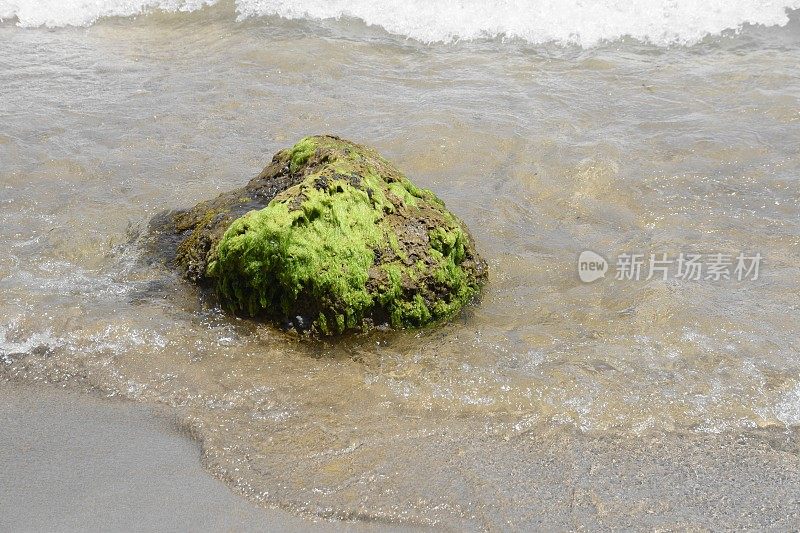 伊比沙海滩的海藻