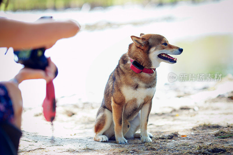 一位妇女在拍摄柴犬