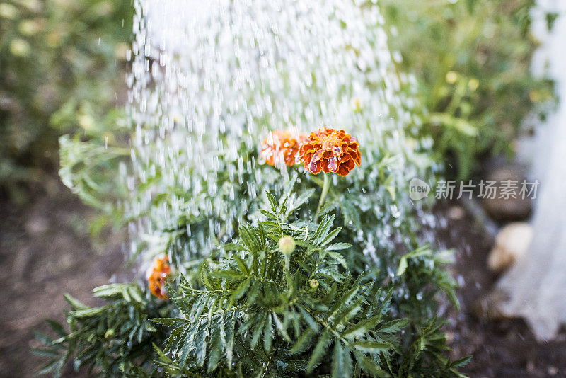 在花园里给植物浇水