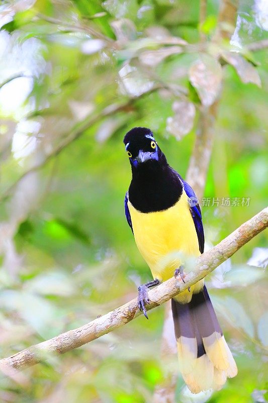 田园诗般的动物观鸟旅行:美丽而好奇的长毛冠Jay热带鸟-潘塔纳尔湿地和亚马逊雨林，巴西