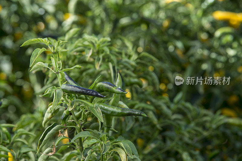 有机黄辣椒植株成熟特写