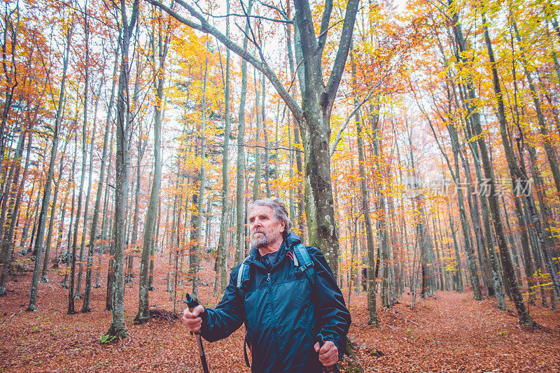 漫步在欧洲秋日山毛榉林中的老人