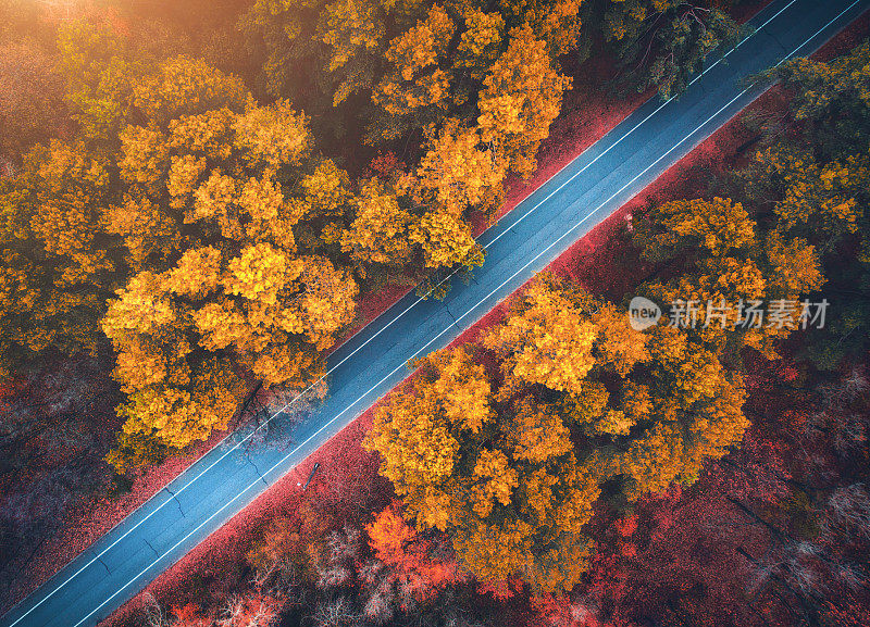 鸟瞰图的道路在美丽的秋天森林日落。美丽的风景与空旷的乡村道路，树木与红色和橙色的叶子。高速公路穿过公园。俯视图从飞行的无人机。自然