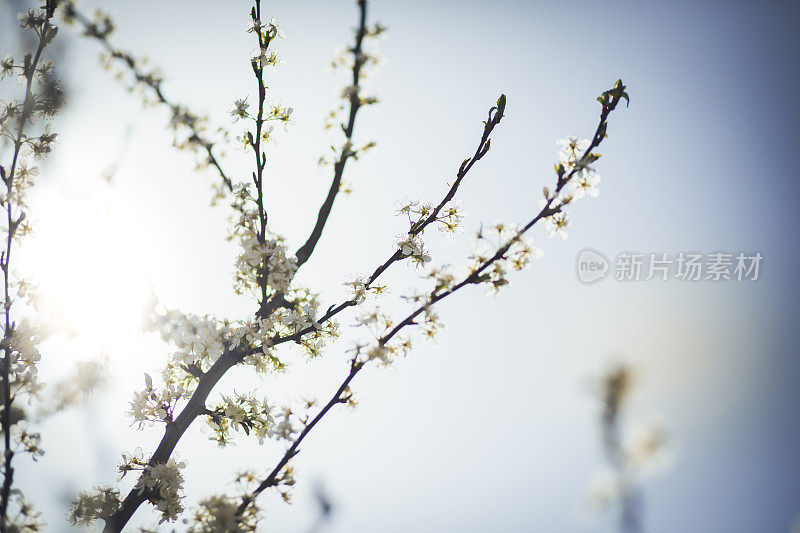 白色的樱花盛开