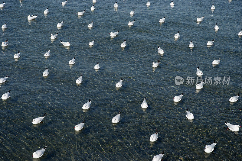 浅海上漂浮着许多海鸥