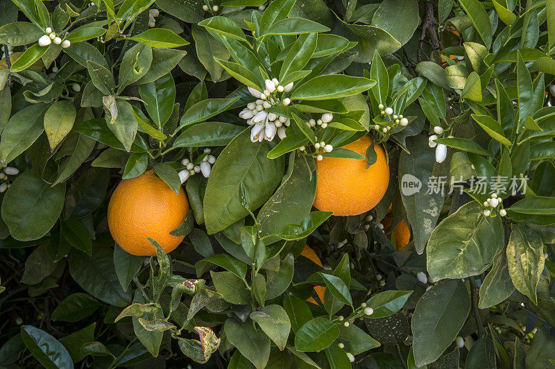 脐橙在树上成熟的特写