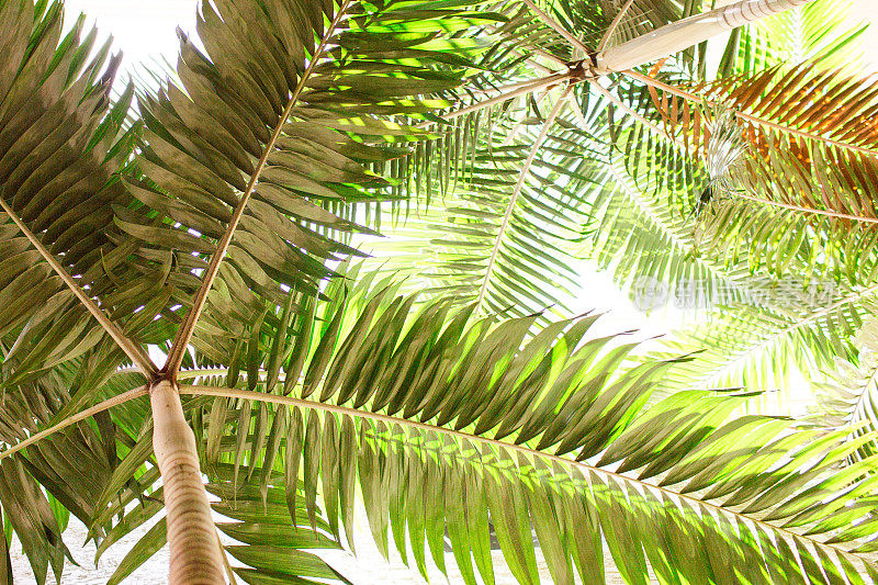热带的棕榈树