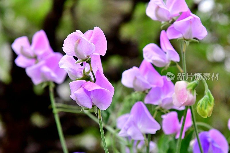 香豌豆花