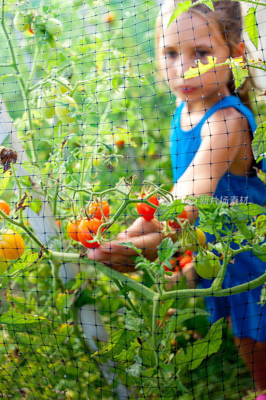小女孩在防护网下收获樱桃番茄