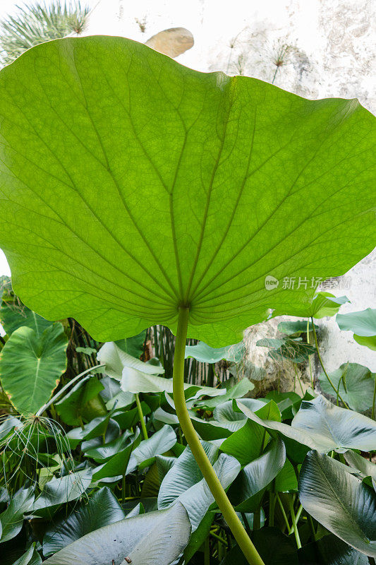 大象的耳朵植物