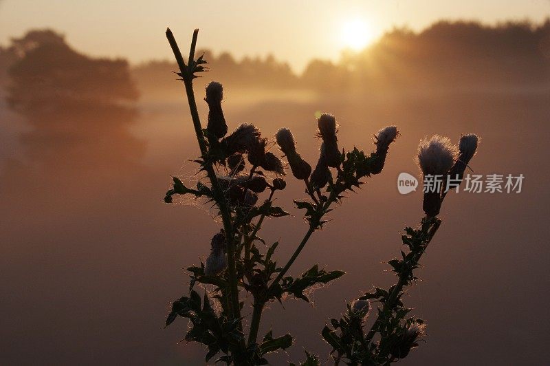 荒原上的日出