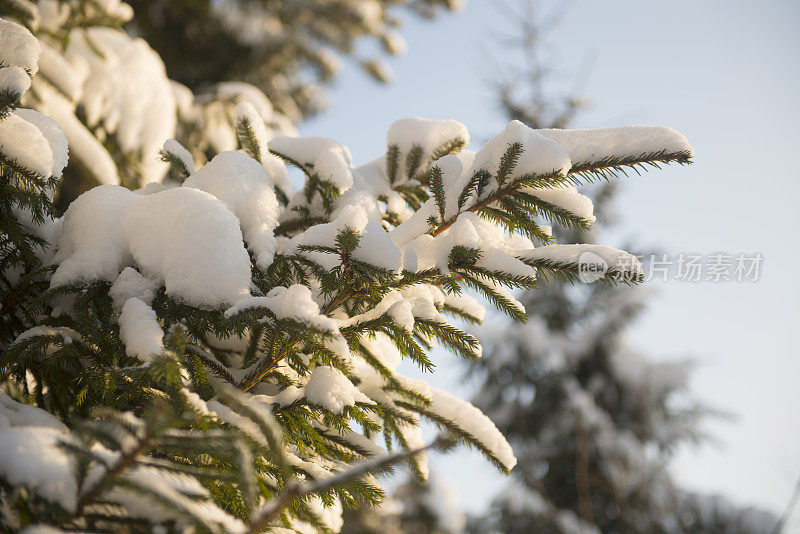 冬天雪森林。圣诞和新年。