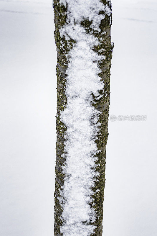 有雪的树干