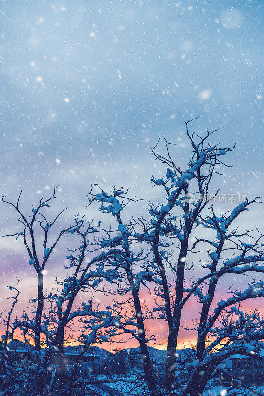 雪落在光秃秃的树上