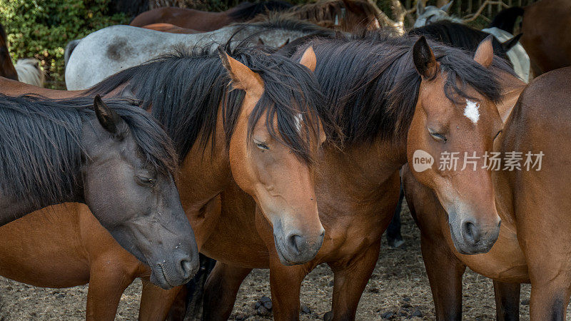 南安普顿附近的新森林国家公园里的一群矮种马