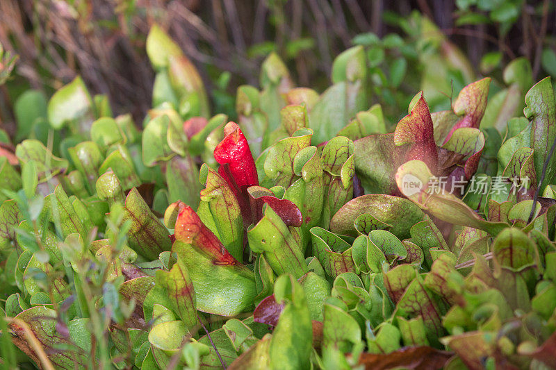 猪笼草(sarracenia)