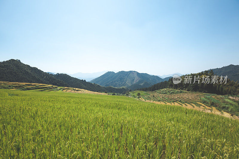 美丽的梯田景观